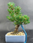 Preview: Bonsai - Mädchenkiefer, Pinus Pentaphylla, Kokonoe, Japan